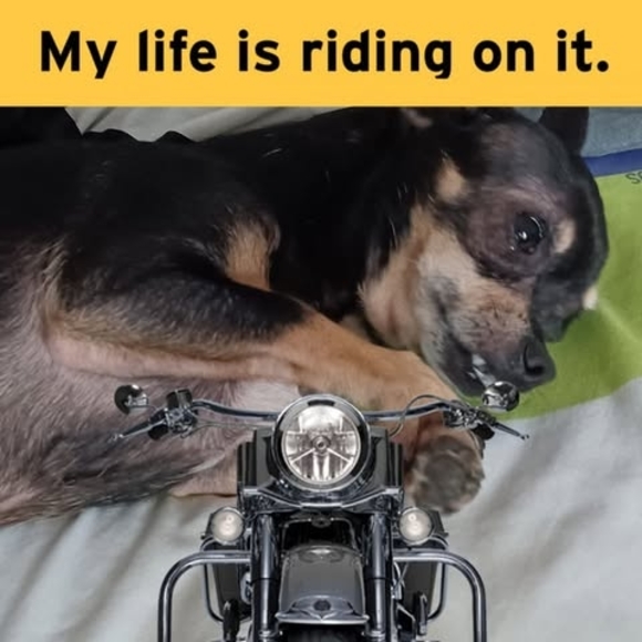 Meet your Posher, Randy - Picture 1 of 1